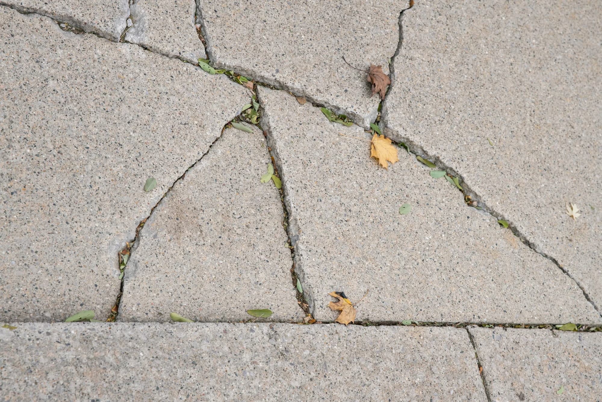Sidewalk slab broken into several pieces with leaves in the cracks